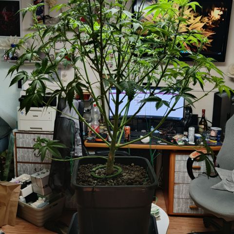 Sweet Cherry kush #1 growlog timeline photo