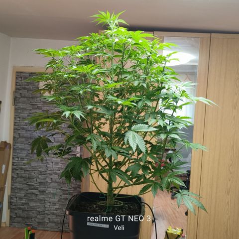 Sweet Cherry kush #1 growlog timeline photo