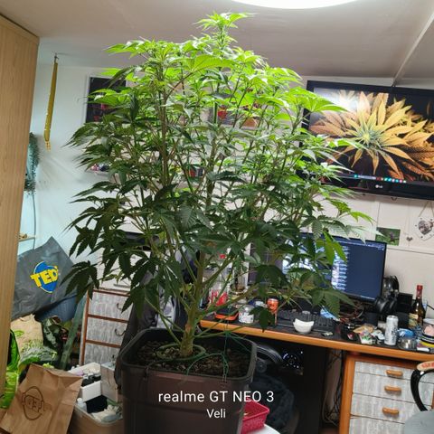 Sweet Cherry kush #1 growlog timeline photo