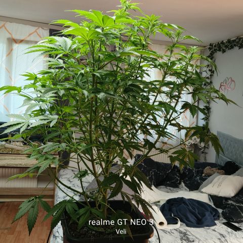 Sweet Cherry kush #1 growlog timeline photo