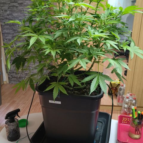 Black Muffin F1 growlog timeline photo