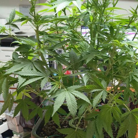 Black Muffin F1 growlog timeline photo