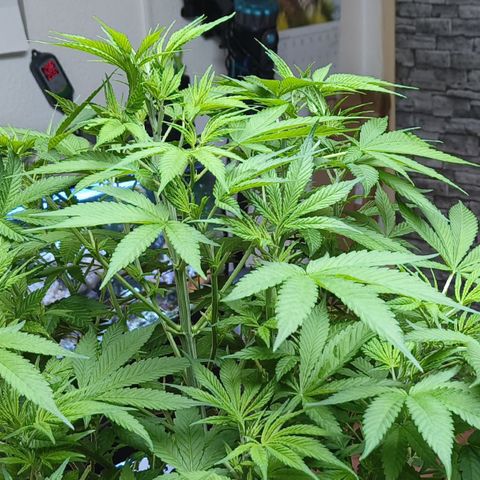 Black Muffin F1 growlog timeline photo