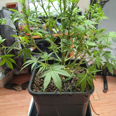 Black Muffin F1 growlog timeline photo