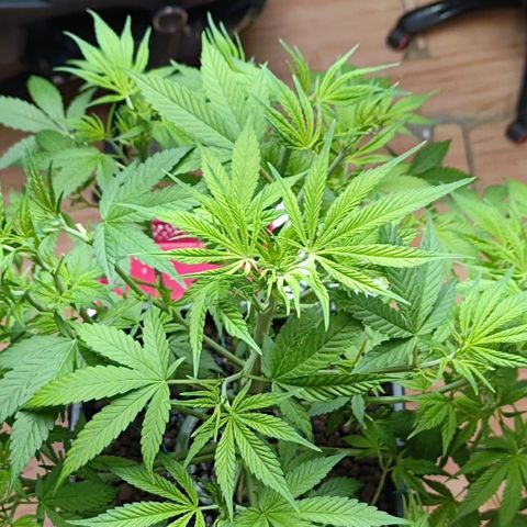 Black Muffin F1 growlog timeline photo