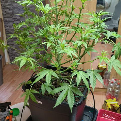 Black Muffin F1 growlog timeline photo