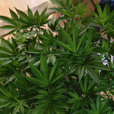 Tropicanna poison #2 growlog timeline photo
