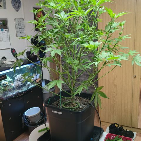 Tropicanna poison #2 growlog timeline photo