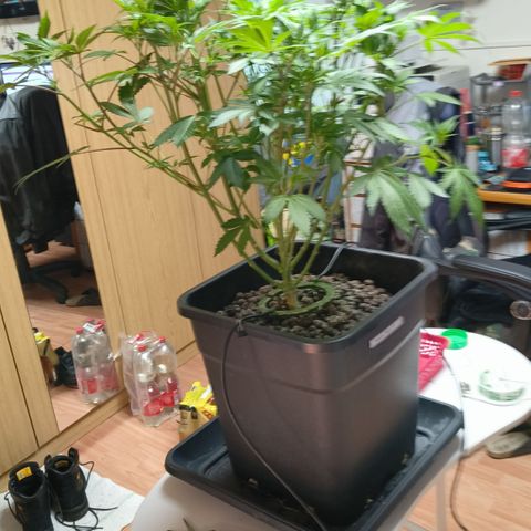 Tropicanna Poison Fast Version #1 growlog timeline photo