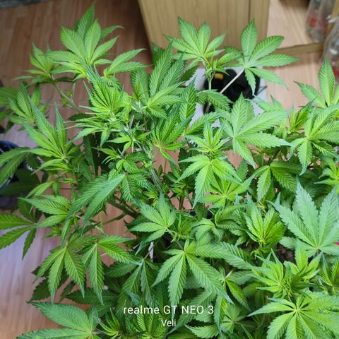 Tropicanna Poison Fast Version #1 growlog timeline photo