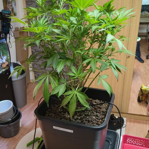 Tropicanna Poison Fast Version #1 growlog timeline photo