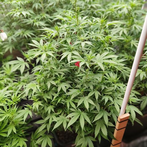 Black Muffin F1 growlog timeline photo
