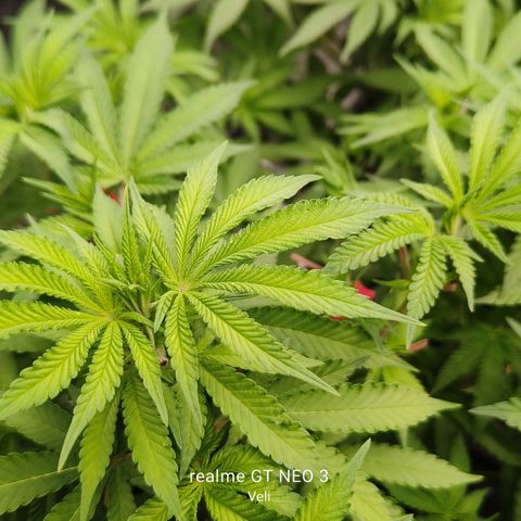 Sweet Cherry kush #3 growlog timeline photo