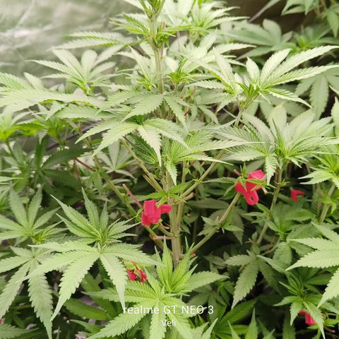 Sweet Cherry kush #2 growlog timeline photo