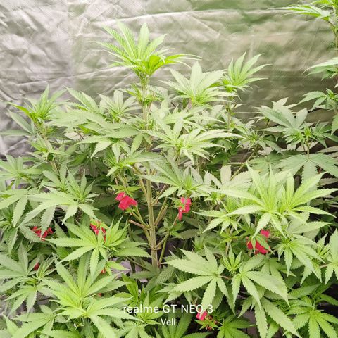 Sweet Cherry kush #2 growlog timeline photo