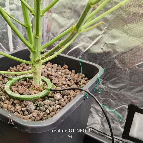 Tropicanna poison #2 growlog timeline photo
