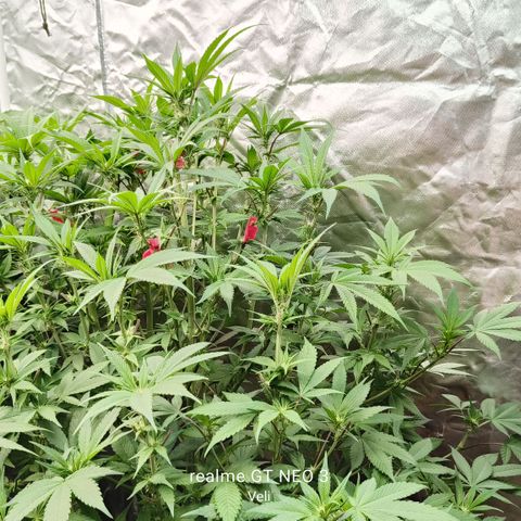 Tropicanna poison #2 growlog timeline photo