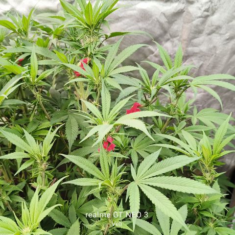 Tropicanna poison #2 growlog timeline photo