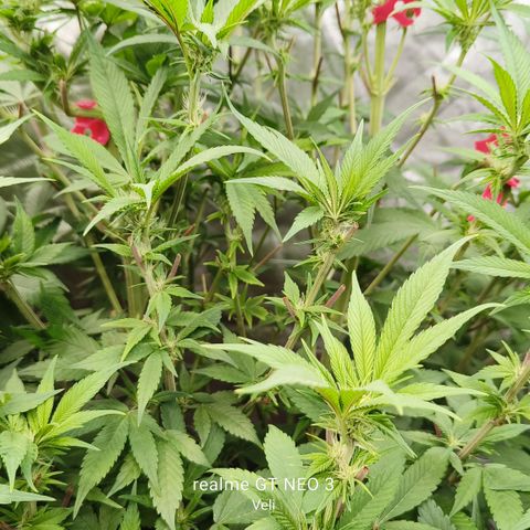 Tropicanna poison #2 growlog timeline photo