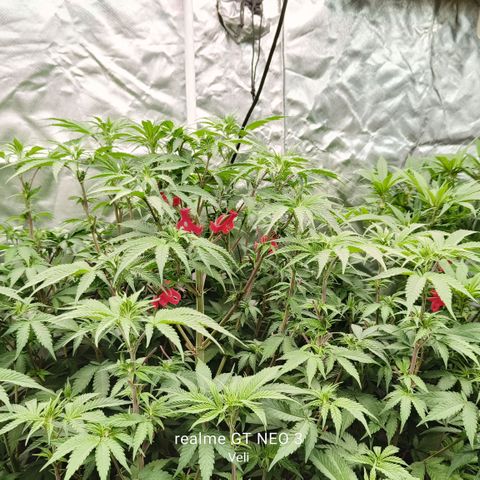 Sweet Cherry kush #1 growlog timeline photo