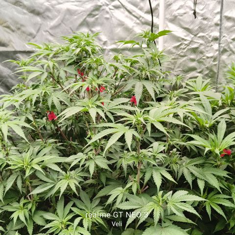 Sweet Cherry kush #1 growlog timeline photo
