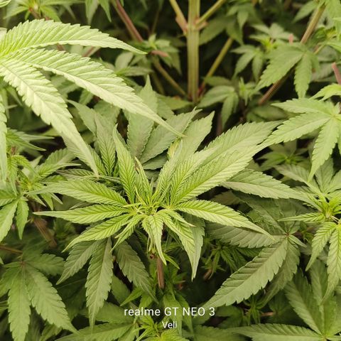 Sweet Cherry kush #1 growlog timeline photo