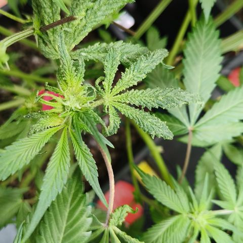 Tropicanna Poison Fast Version #1 growlog timeline photo