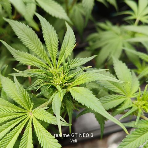 Tropicanna Poison Fast Version #1 growlog timeline photo