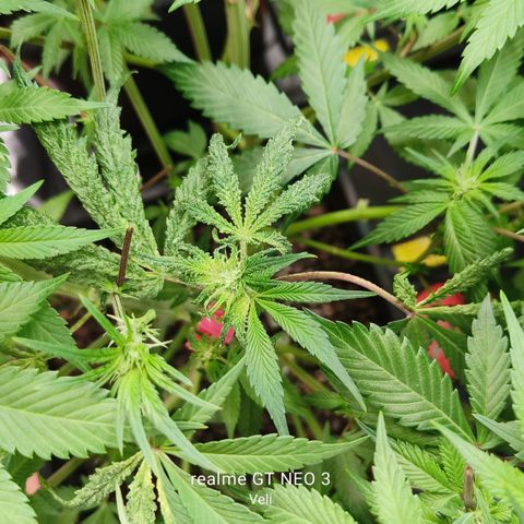 Tropicanna Poison Fast Version #1 growlog timeline photo