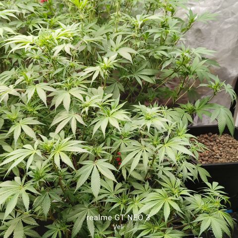 Tropicanna Poison Fast Version #1 growlog timeline photo