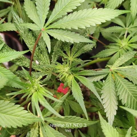 Tropicanna Poison Fast Version #1 growlog timeline photo