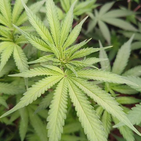 Sweet Cherry kush #2 growlog timeline photo