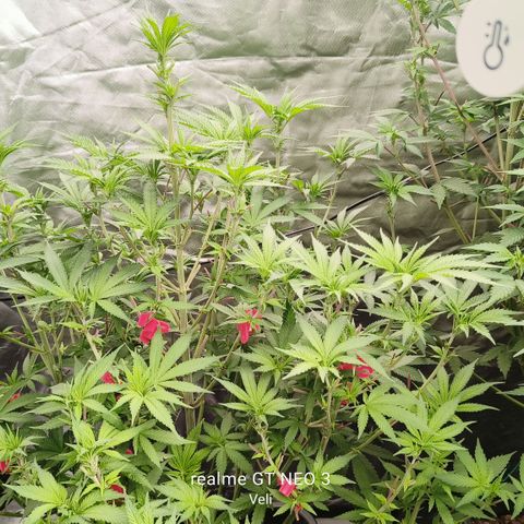 Sweet Cherry kush #2 growlog timeline photo