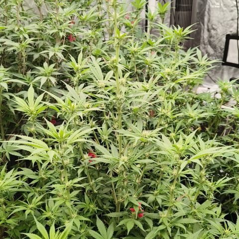 Black Muffin F1 growlog timeline photo