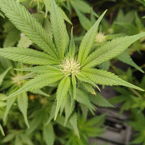 Tropicanna poison #2 growlog timeline photo