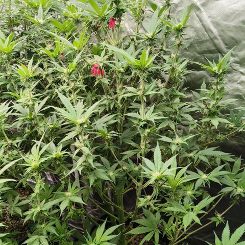 Tropicanna poison #2 growlog timeline photo