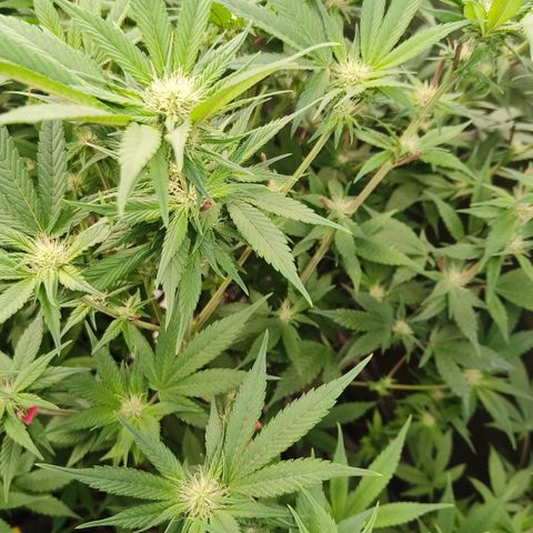 Tropicanna poison #2 growlog timeline photo