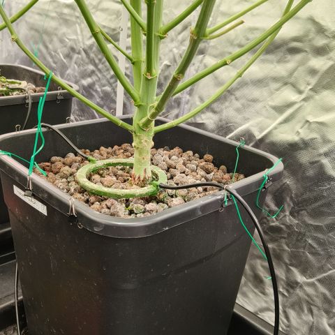 Tropicanna poison #2 growlog timeline photo
