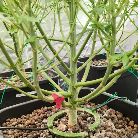 Black Muffin F1 growlog timeline photo