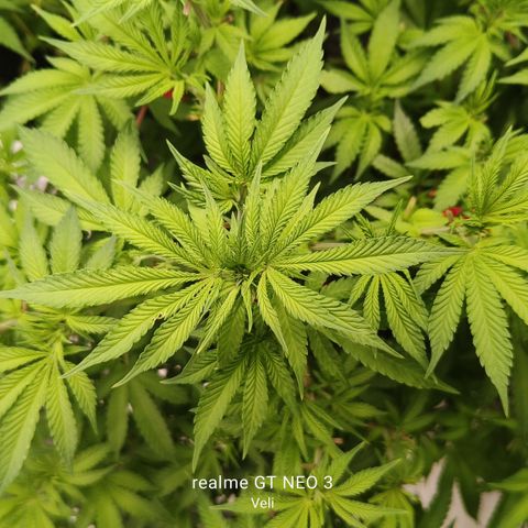 Sweet Cherry kush #3 growlog timeline photo