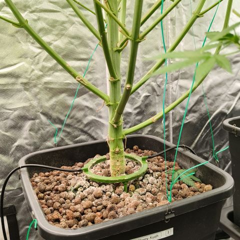 Sweet Cherry kush #1 growlog timeline photo
