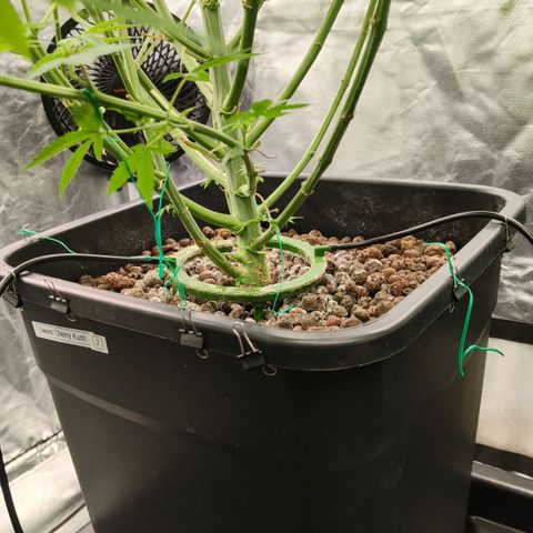 Sweet Cherry kush #2 growlog timeline photo