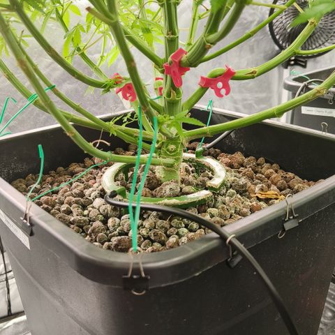 Sweet Cherry kush #3 growlog timeline photo