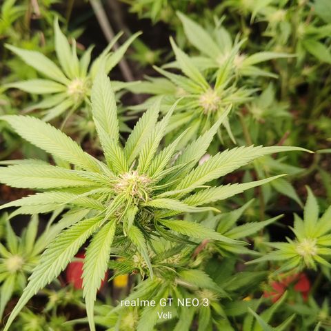 Tropicanna Poison Fast Version #1 growlog timeline photo