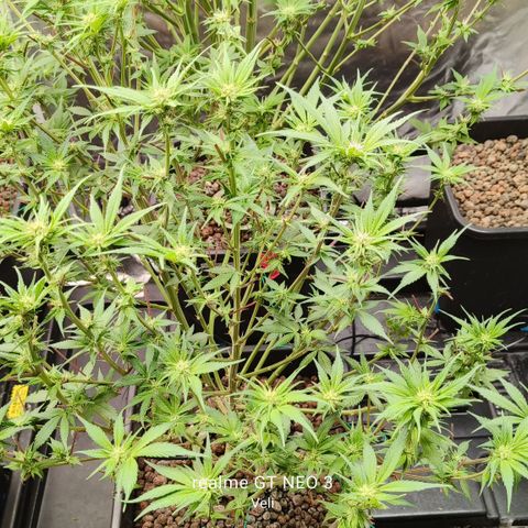 Tropicanna Poison Fast Version #1 growlog timeline photo