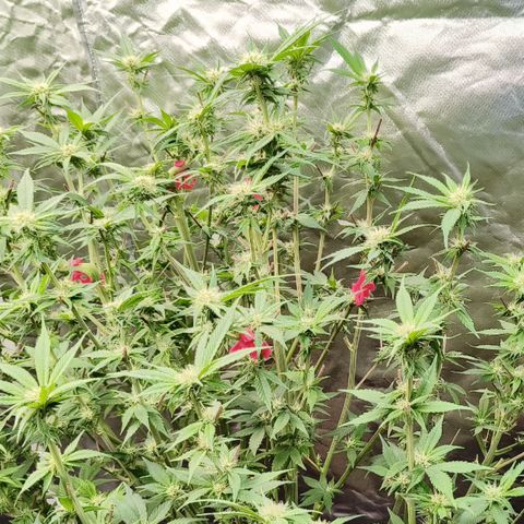 Tropicanna poison #2 growlog timeline photo