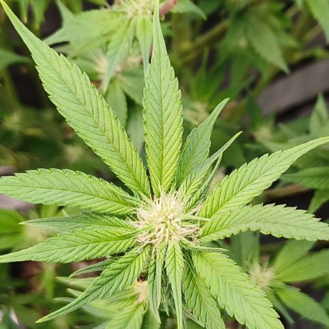 Tropicanna poison #2 growlog timeline photo