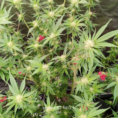 Tropicanna poison #2 growlog timeline photo