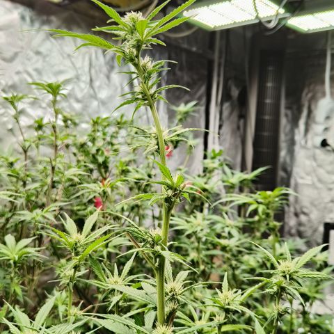 Black Muffin F1 growlog timeline photo
