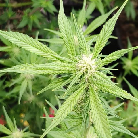Black Muffin F1 growlog timeline photo